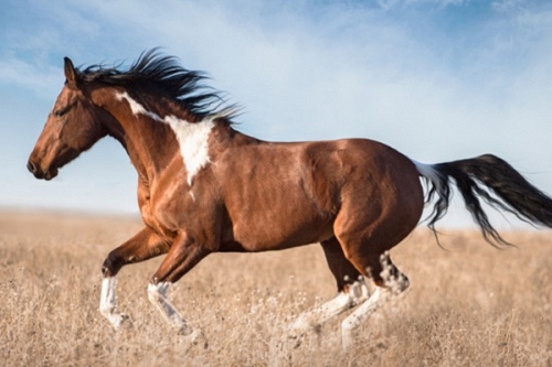 一月出生的马命运如何