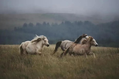 二月出生的马命运如何