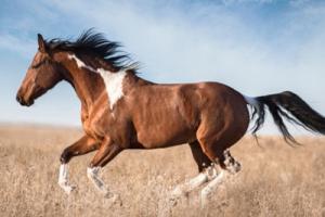 一月出生的马命运如何