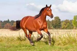 四月出生的马命运如何