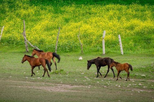 六月出生的马命运如何