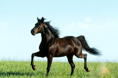 七月出生的马命运如何