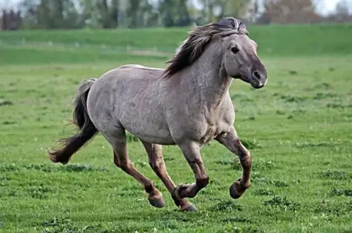 九月出生的马命运如何