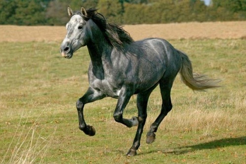 十月出生的马命运如何