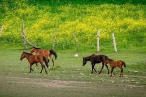 六月出生的马命运如何