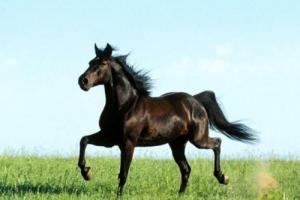 七月出生的马命运如何