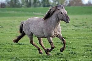 九月出生的马命运如何