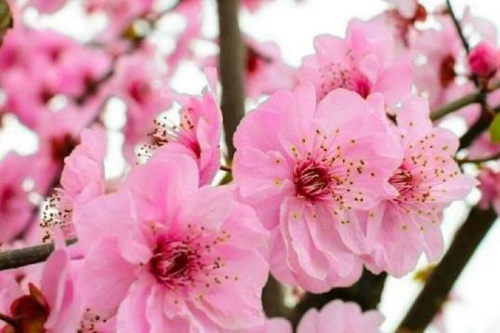 男人桃花命是什么意思 男人桃花命是什么意思