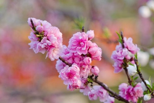 桃花命的男人遇到正缘的明显征兆有哪些? 桃花命的男人遇到正缘的明显征兆有哪些?