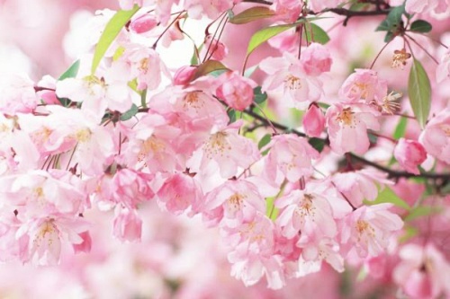 桃花命的男人最怕哪种女人？