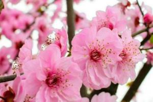 男人桃花命是什么意思