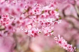 男人桃花旺的八字特征详解