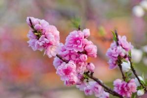 桃花命的男人遇到正缘的明显征兆有哪些？