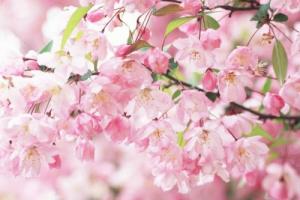 桃花命的男人最怕哪种女人？