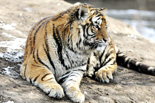 98年属虎的正缘在哪年出现 98年属虎的正缘在哪年出现