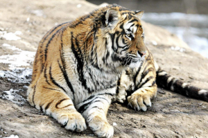 98年属虎的正缘在哪年出现