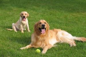 94年属狗男的姻缘在哪年才会成功